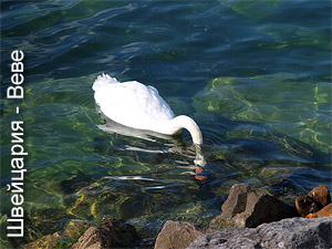 Лебеди в Женевском озере