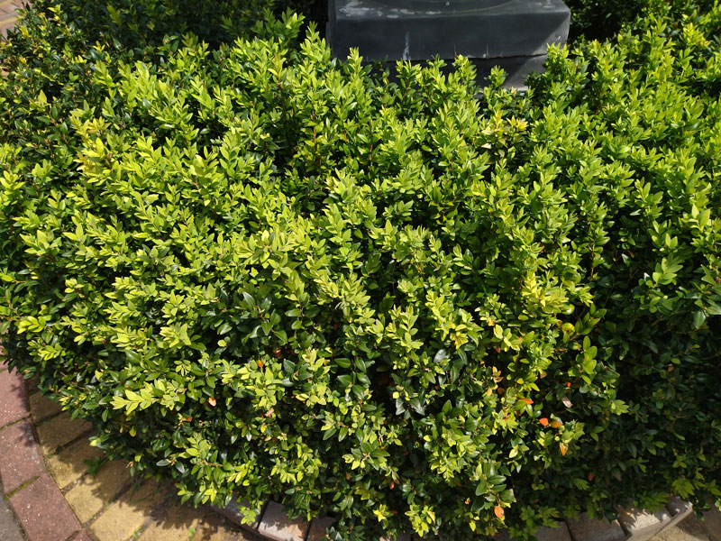 ������� ���������: ������������ ��������. ������