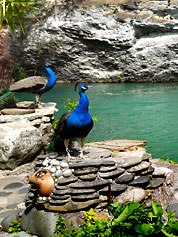 ��� ��������