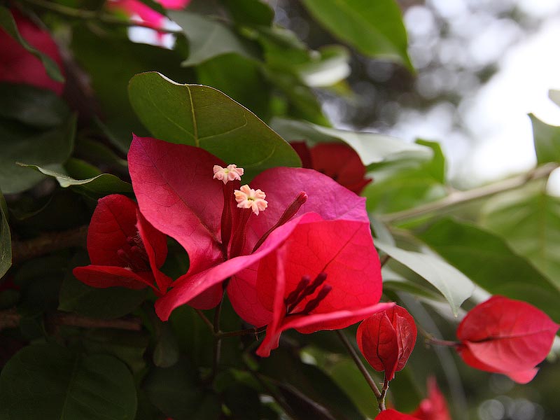 ������� ���������: ������� ������. �����������