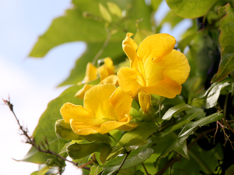 ������� ���������: ������������ �������������. ����� � ������