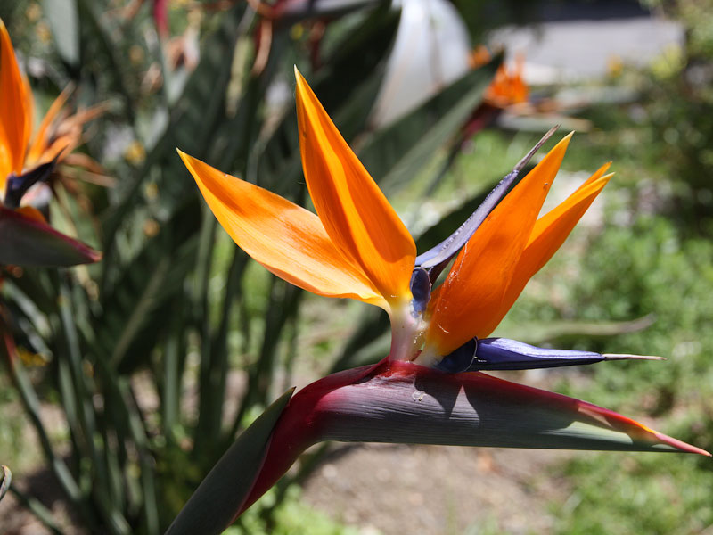 ������� ���������: ���������. ���������� ������