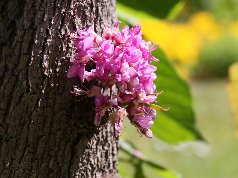 ������� ���������: ������������. ����� ��������