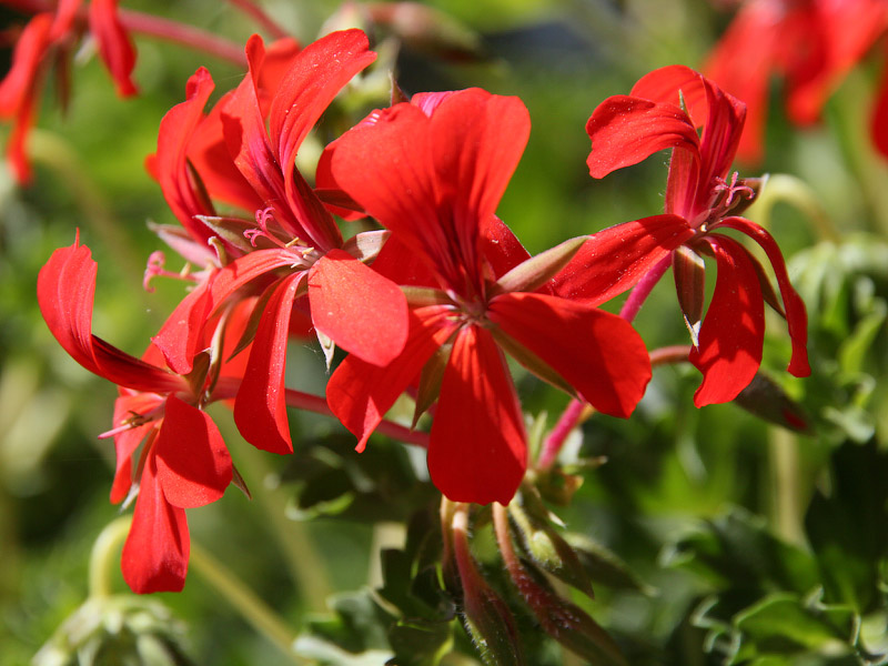 ������� ���������: ������� �����. ����� ��������