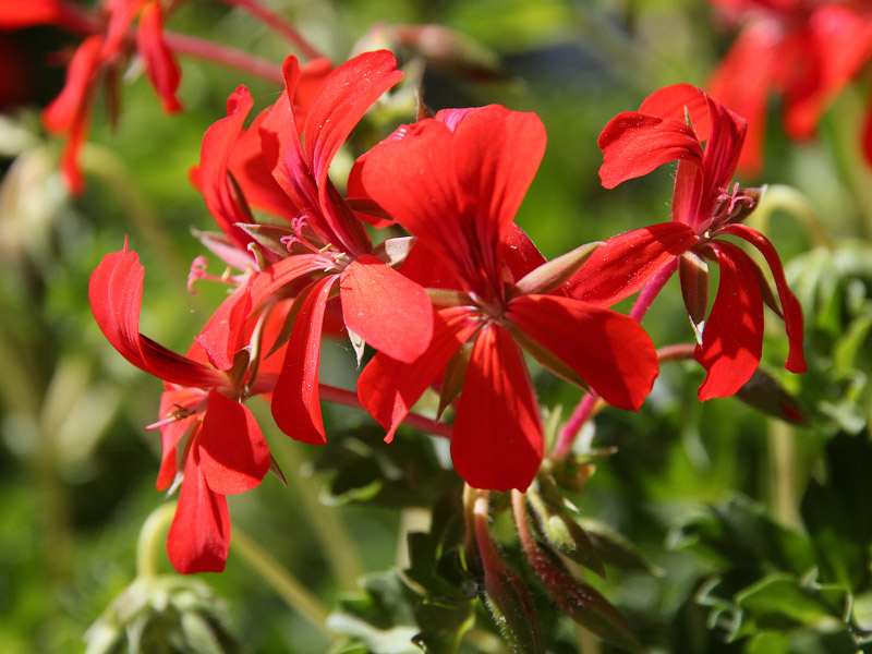 ������� �����