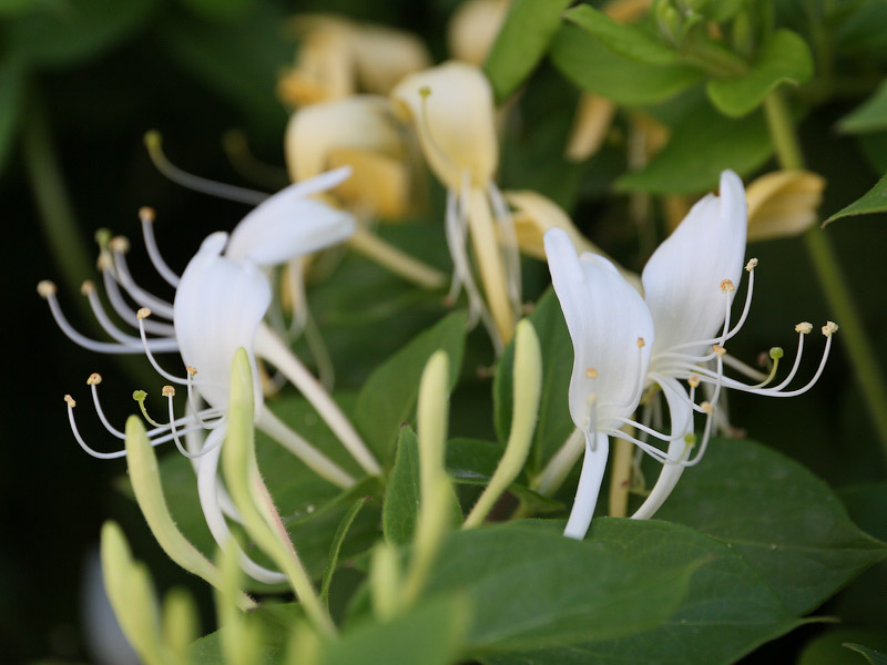 ������� ���������: ����������� ��������. ����� ��������