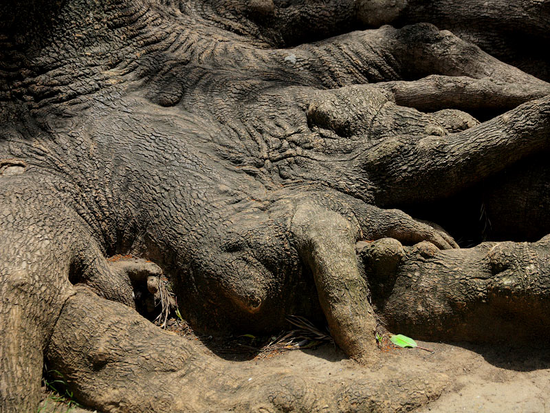 ������� ���������: ������. ��������