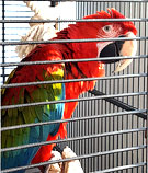 ������� ���