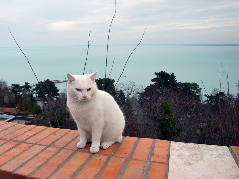 ������� ���������: ���������� �����. ������� ���������