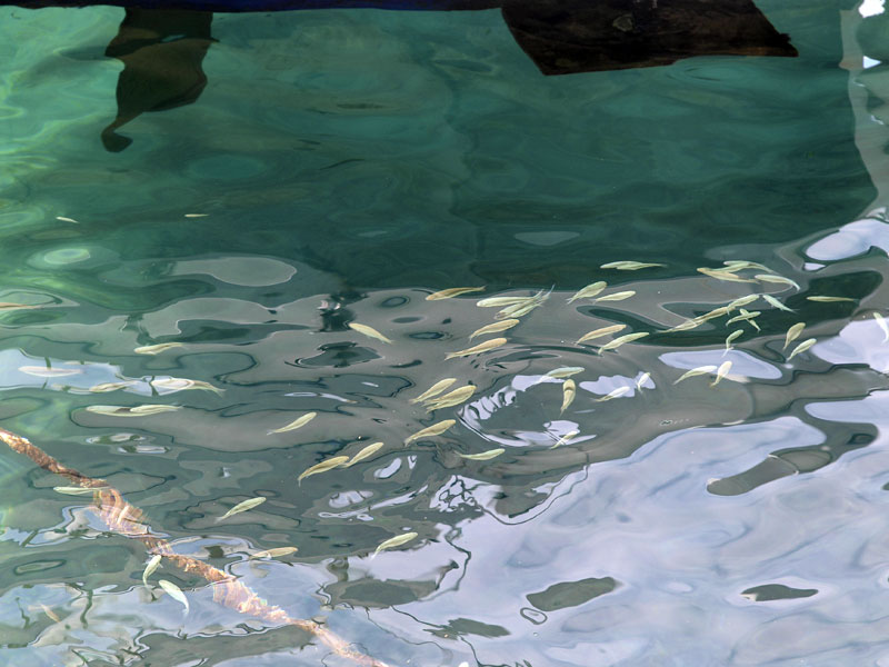 ������� ���������: � �������. ������