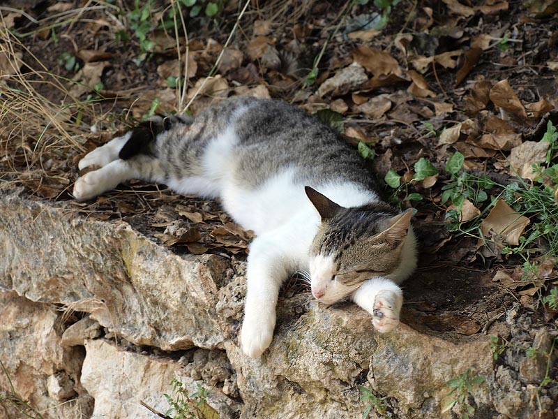 ������� ���������: ������� ����� � �������. �����