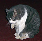 ��� � ����������