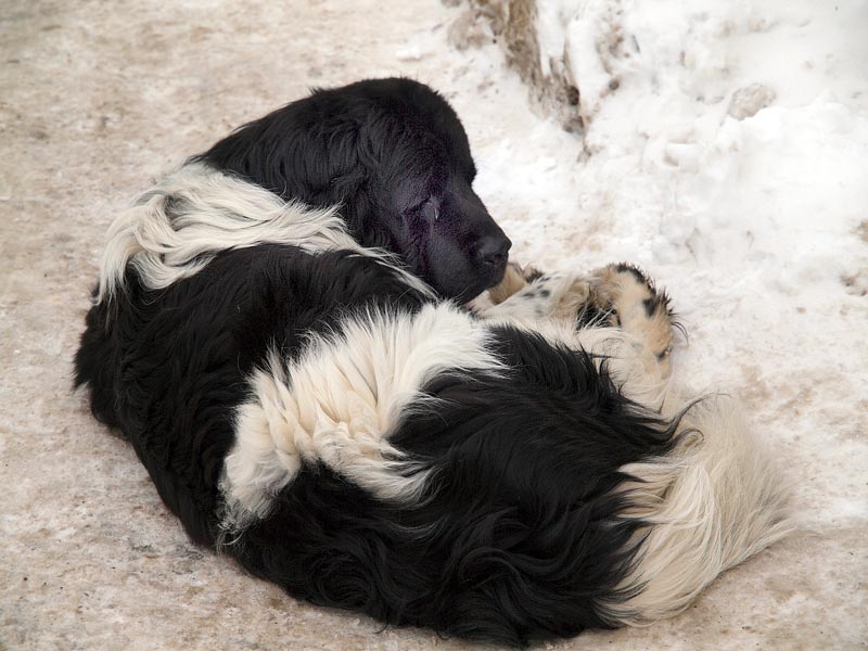 ������� ���������: ���������-���������. ��������, ����������� ������