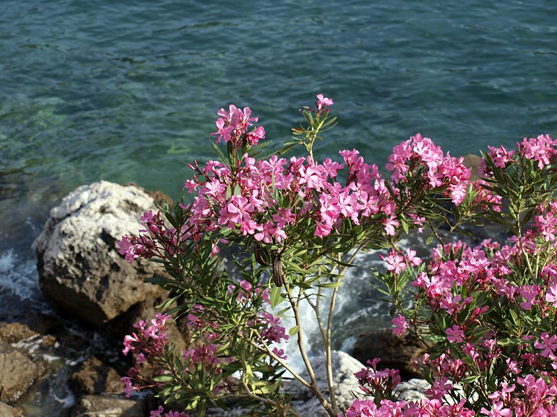 ������� ���������: ��������. ��� ��������� � ������