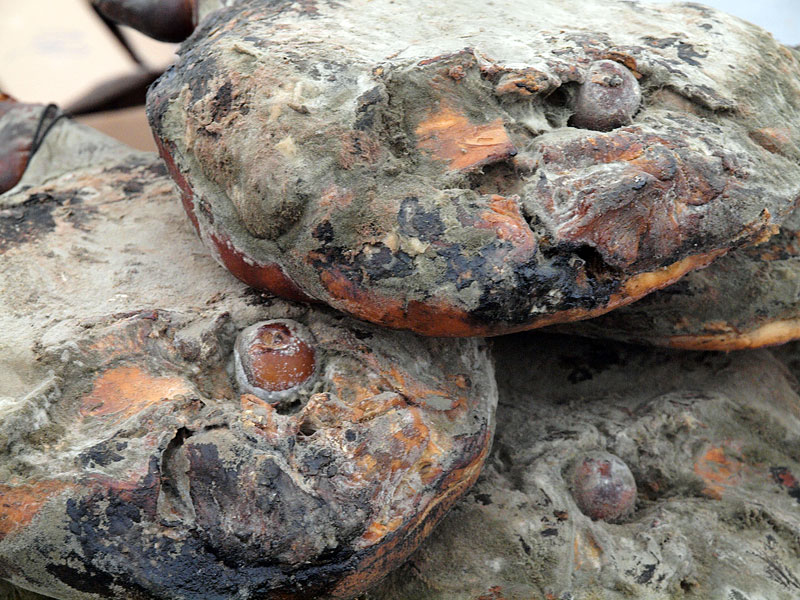 ������� ���������: ������� ������. �����