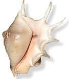 ������� �� ������