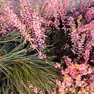 ������ � �������� ����