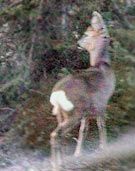 ����� � �������