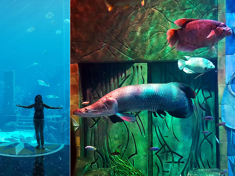 ������� ���������: ������� ��������. ��������