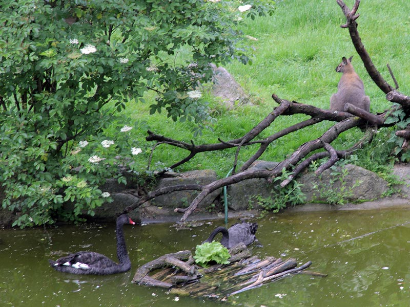 ������� ���������: �������� ������� �����������. ����� ������