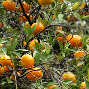 ����� ���������