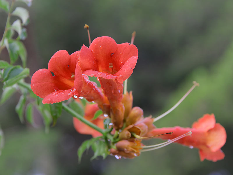 ������� ���������: ����������� ��������. �������� ��������