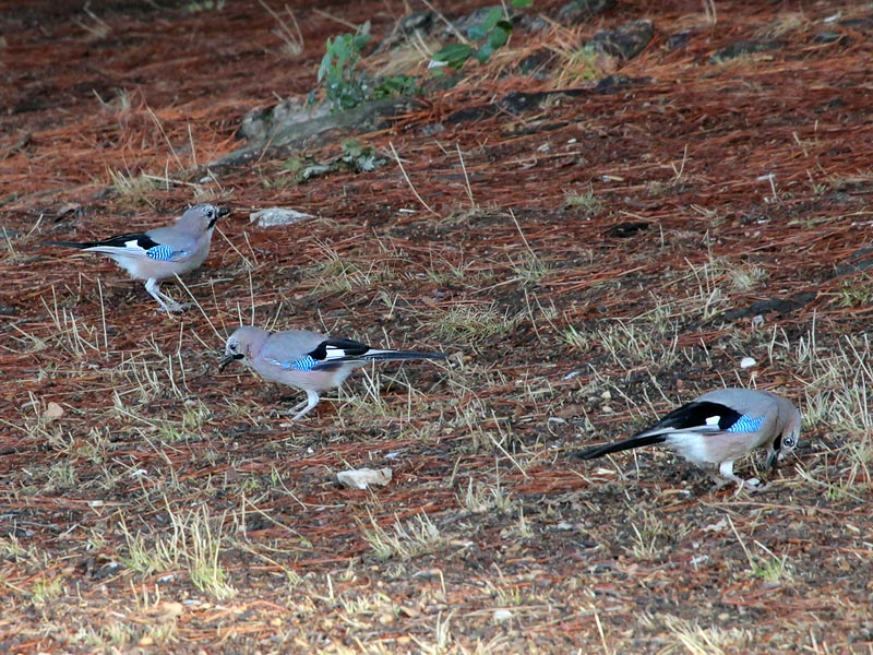 ������� ���������: ������� �����. �����