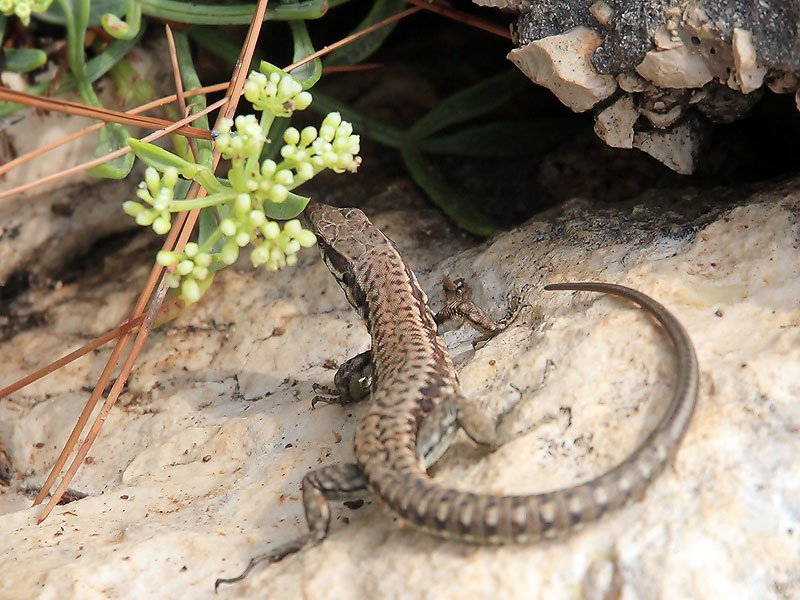 ������� ���������: ��������. �������