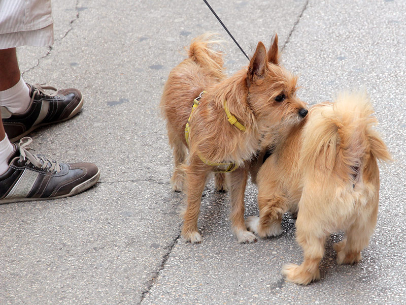 ������� ���������: �������������� �������. ������� �� ������