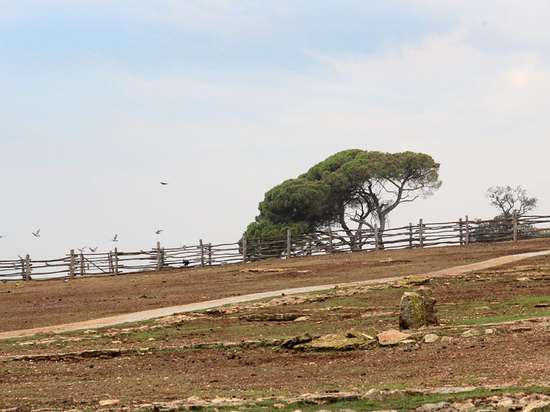 ������� ���������: ������ ��� ��������. ���� ���������