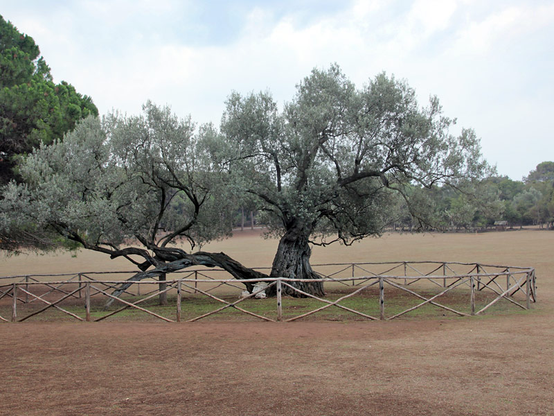 ������� ���������: ������� �����. �������� ���������������������