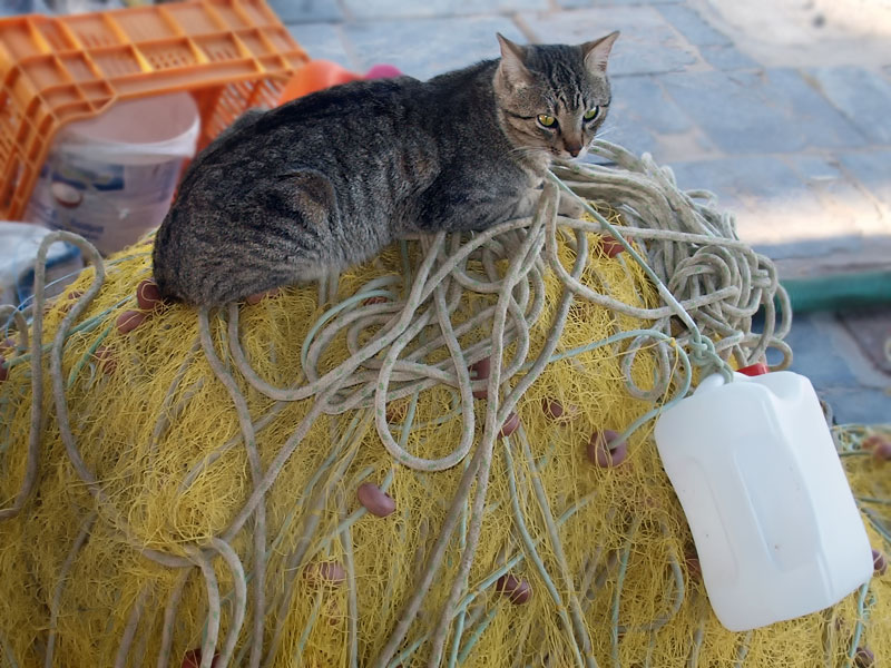 ������� ���������: ���������� ��� � ��������. ����� �� ����