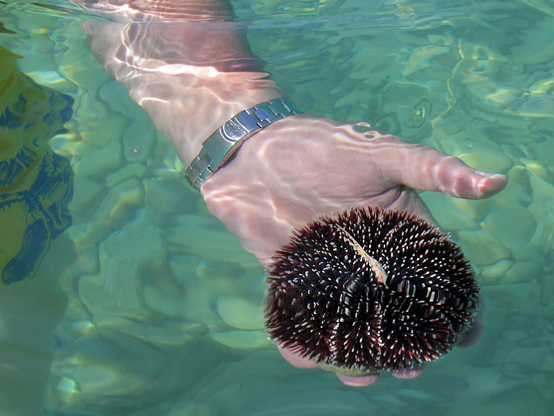 ������� ���������: ������� ��. �������������