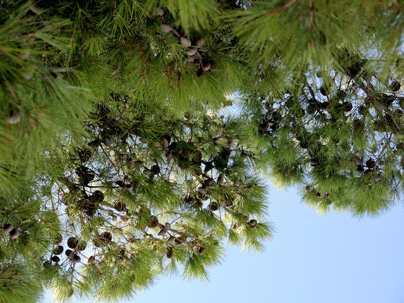 ������� ���������: ���� � ��������. �� ����� � ������