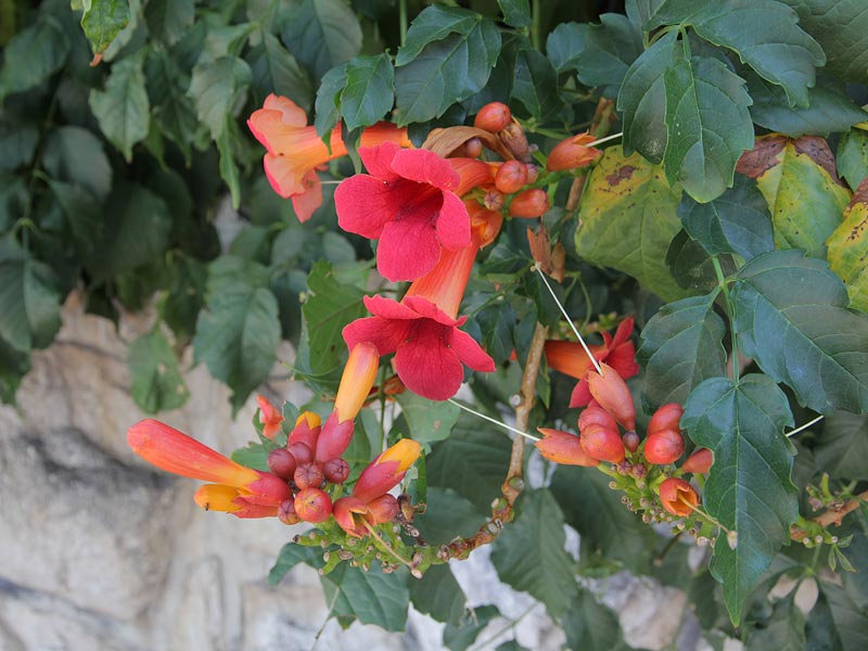 ������� ���������: ������� �����. ��� - �����