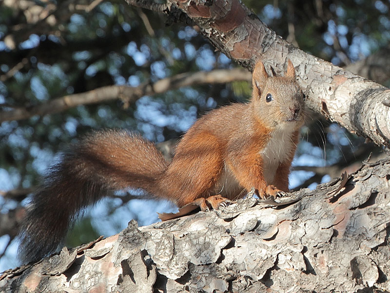 ������� ���������: ����� �� �����. ����