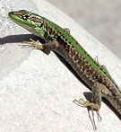 ������� �� ����������