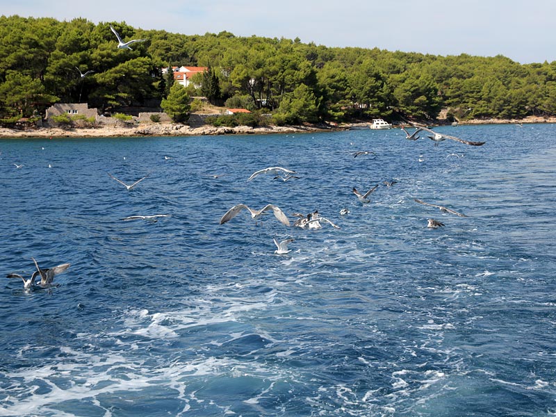 ������� ���������: ������. ���� � �����