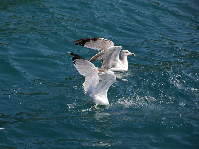 ������� ���������: ����� � ������. ����� ������� ������