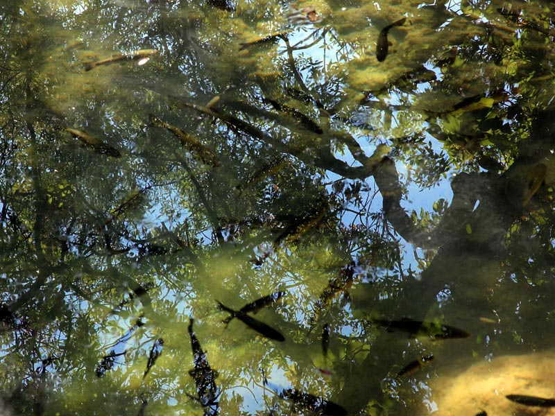 ������� ���������: ���� ��� ������. �������� ����