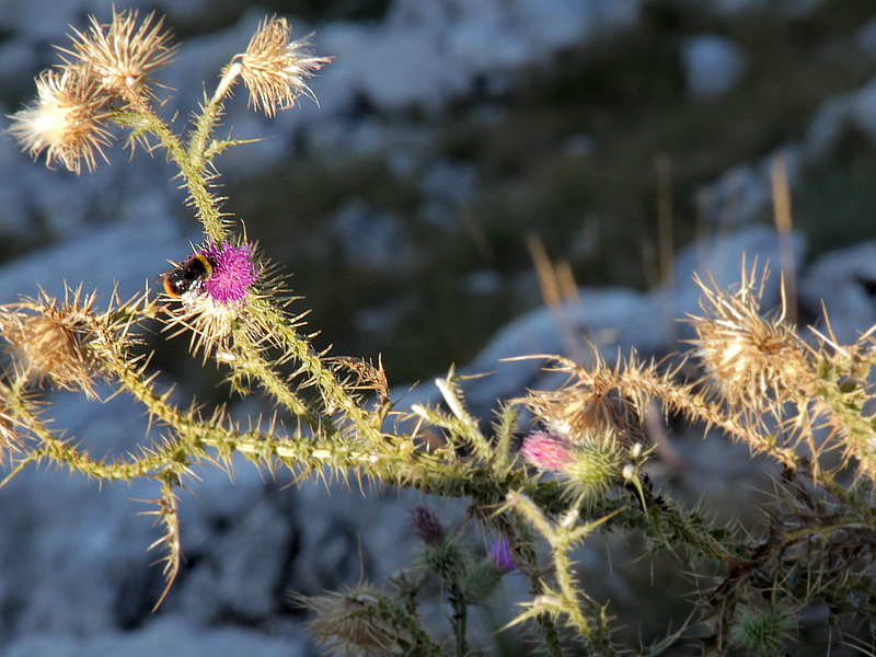 ������� ���������: �� �����������. �������� �����