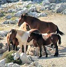 �� ������ ������� ��...