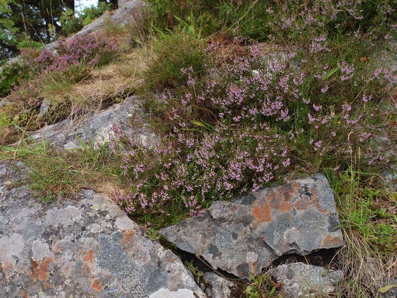 ������� ���������: ������ �� ������. ��� � ��������, ������ � ������