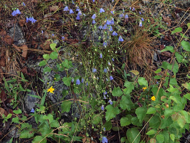 ������� ���������: ������� ������������. ��� � ��������: ������ � ������