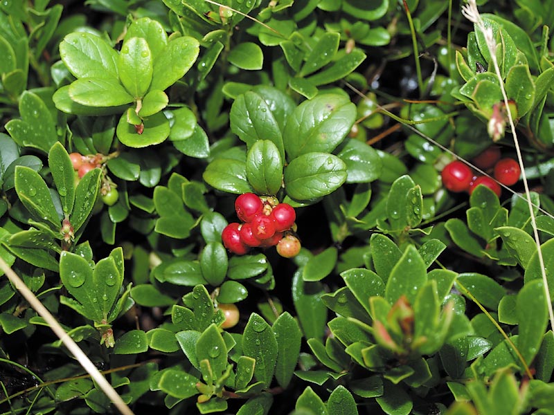 ������� ���������: ���������� ��������. ��� � ��������: ������, ������ � ����