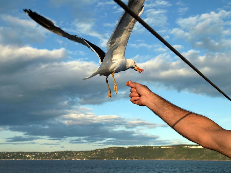 ������� ���������: ����� ����� ��������. ��� � ��������: ����� �� ����������