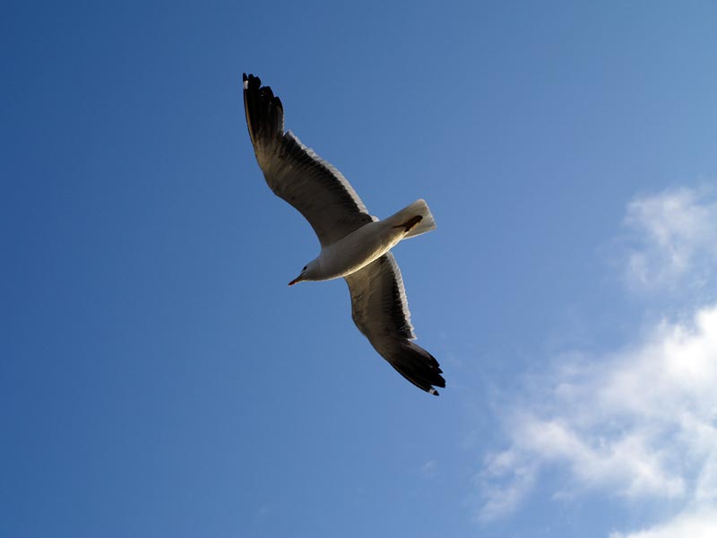 ������� ���������: ������ ���� � �����. ��� � ��������: ������, ���� � �����������