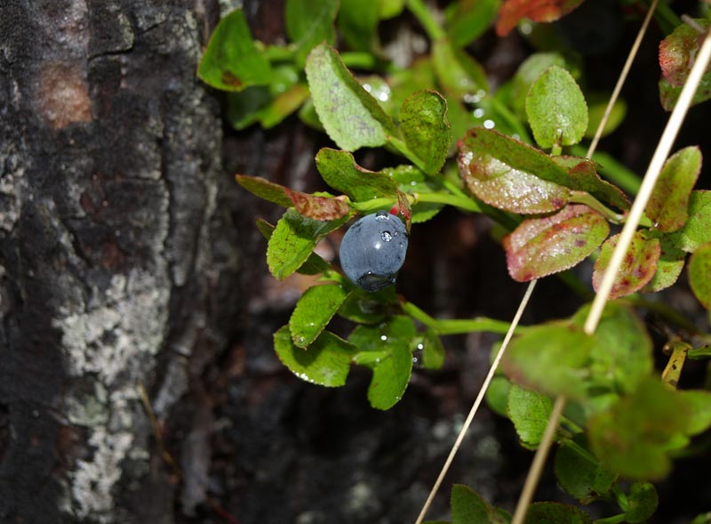 ������� ���������: ������� ����� �������� �� ����������. ��� � ��������: ������, ���� � �����������