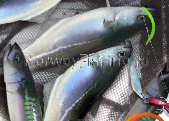 ������� � ��������: ������� ������������ (������� ����)