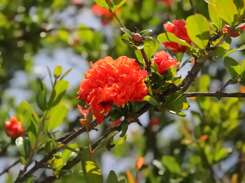 ������� ���������: ������ �������. �������